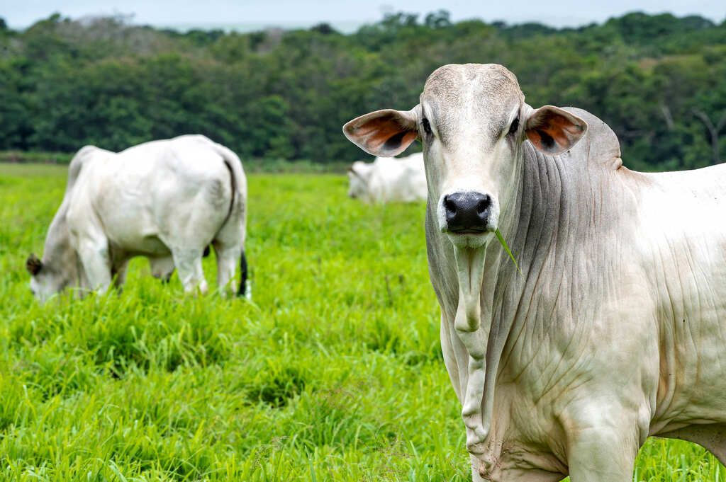 aluguel de vaca leiteira - Teste